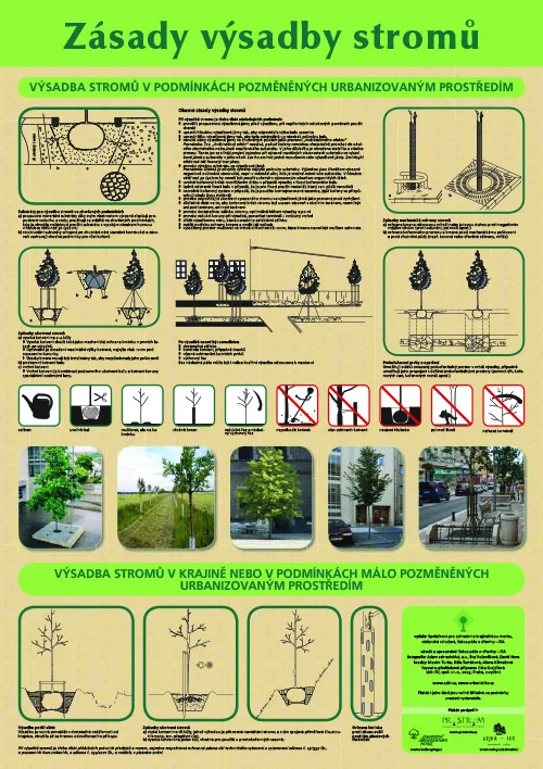 Zásady výsadby stromů