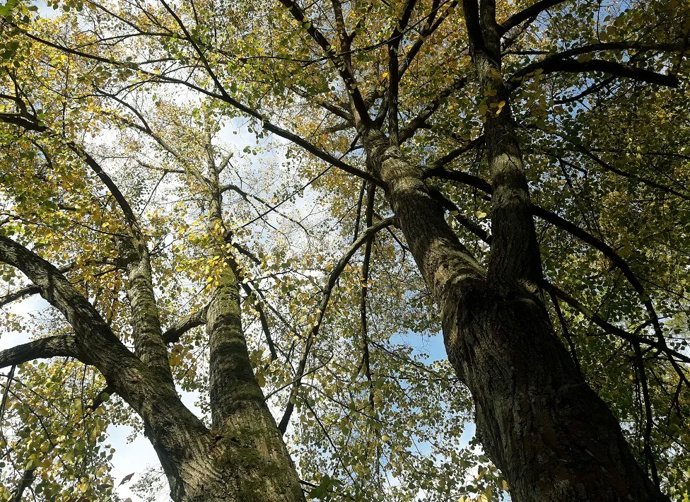 stromy6.max-1600x1600.format-webp